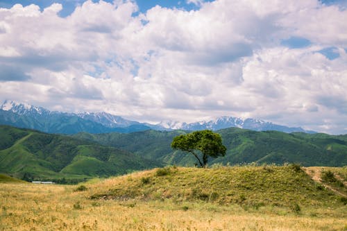 Free Landscape Photograph of Tree on Mountain Ranges Stock Photo