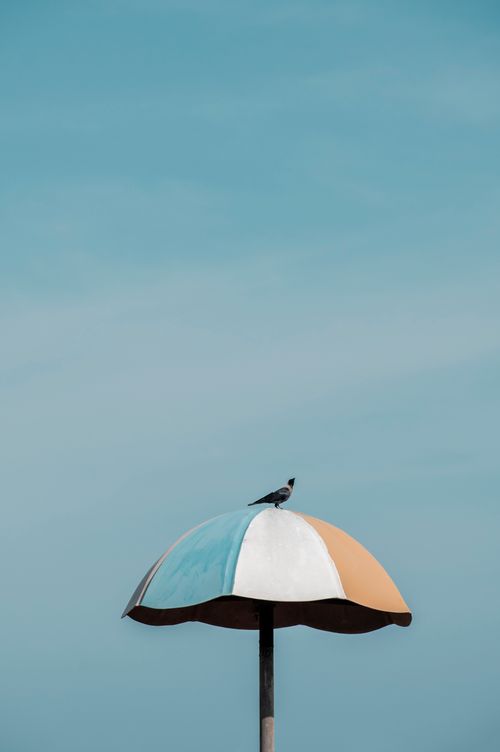 Free A bird sits atop a multicolored umbrella under a clear blue sky at a beach. Stock Photo