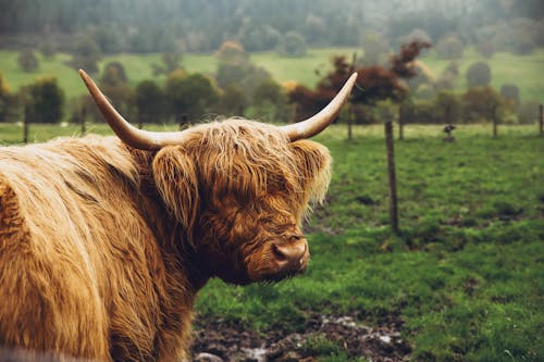 無料 スコットランド, スコットランド人, ハイランド牛の無料の写真素材 写真素材