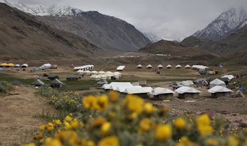 Free stock photo of campsite, flower, mountains