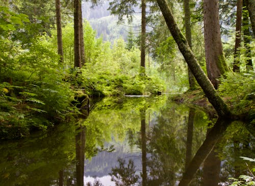 Scenic View of Body of Water Surrounded With Trees 