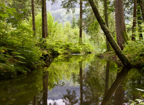 Kostenloses Stock Foto zu bäume, draußen, gewässer