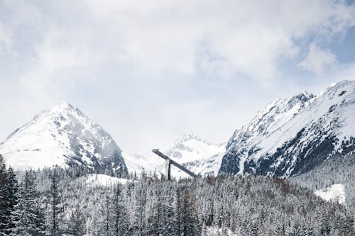 trees and Mountains Covered with Snow