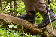 Walking in the forest