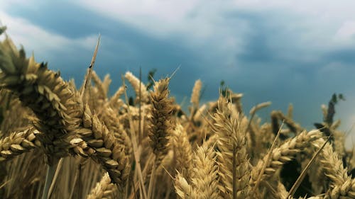 Foto d'estoc gratuïta de a l'aire lliure, agricultura, blat