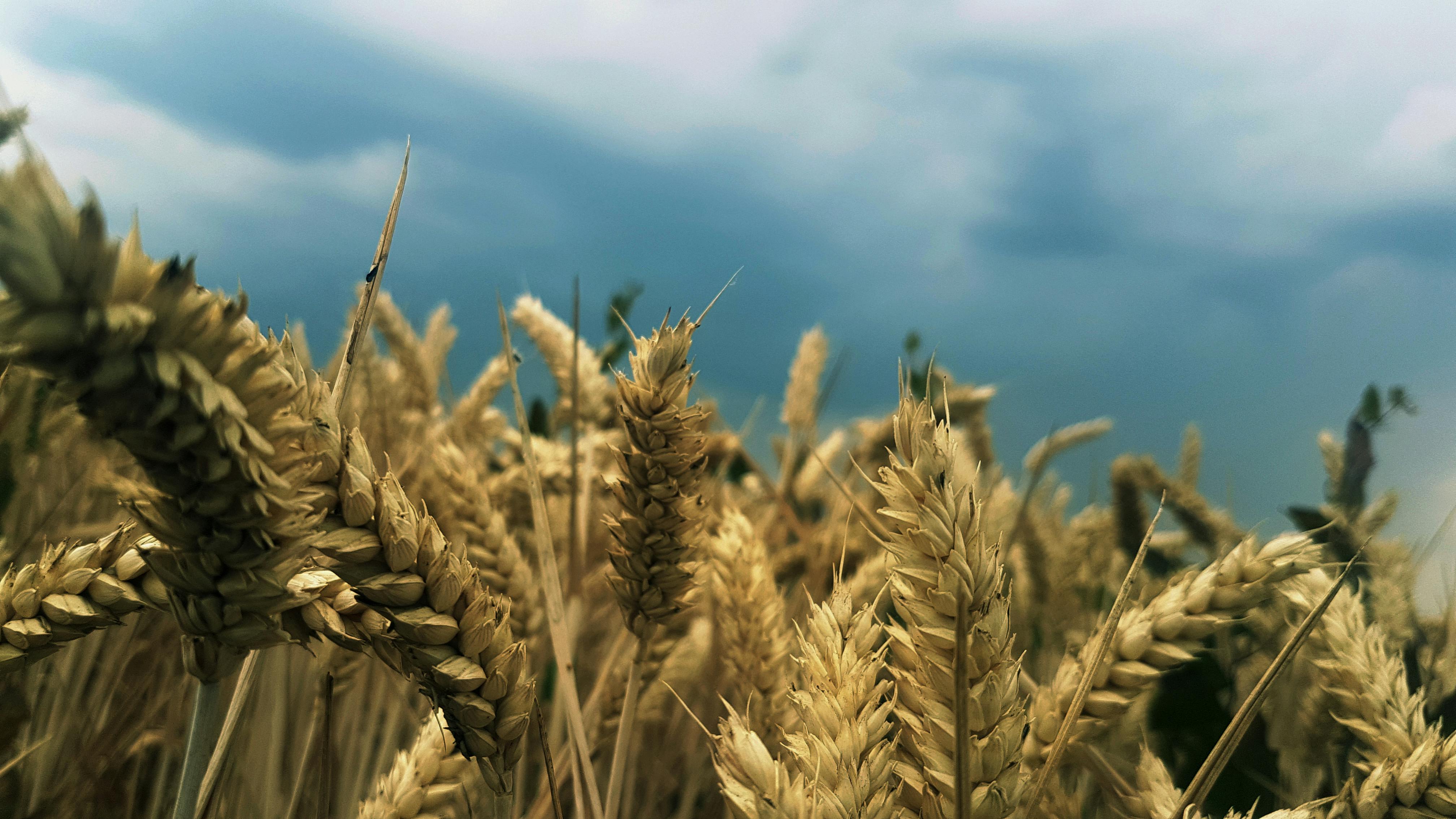 Rice Wheat Field · Free Stock Photo