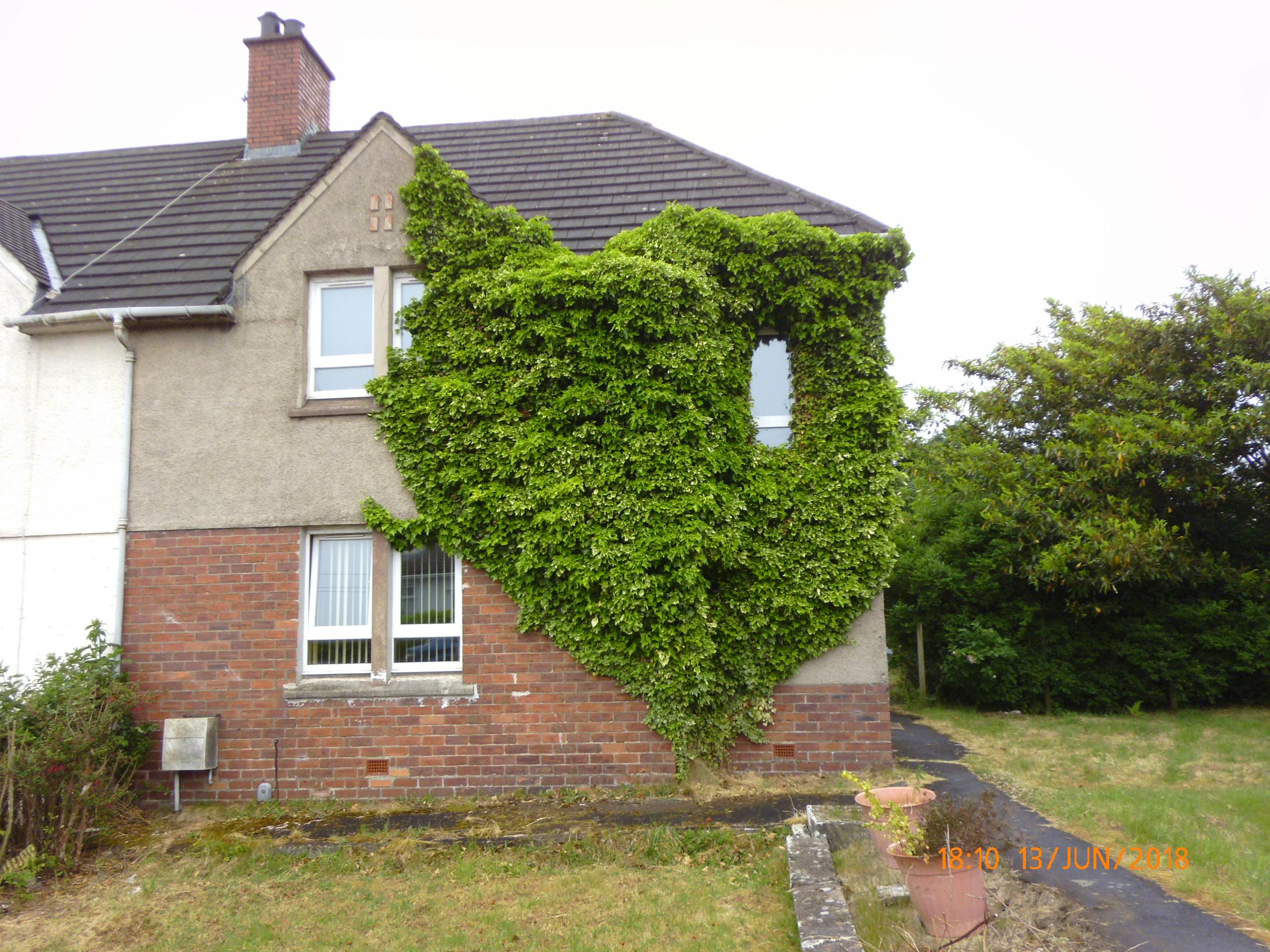 Free stock photo of Green Plant, heart, House Ivy