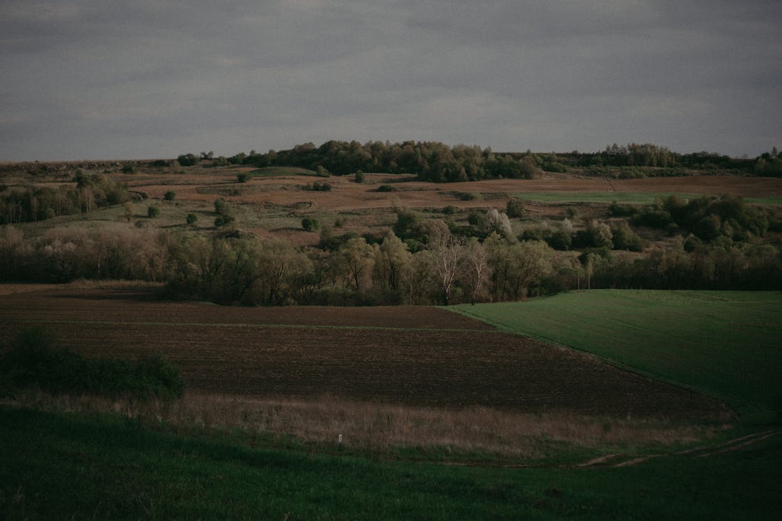 Gray Sky over Trees and Fields