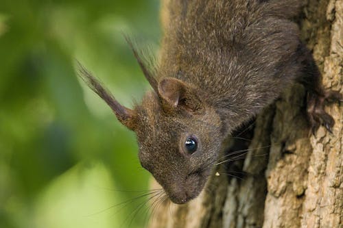 A Squirrel on the Tree Trunk