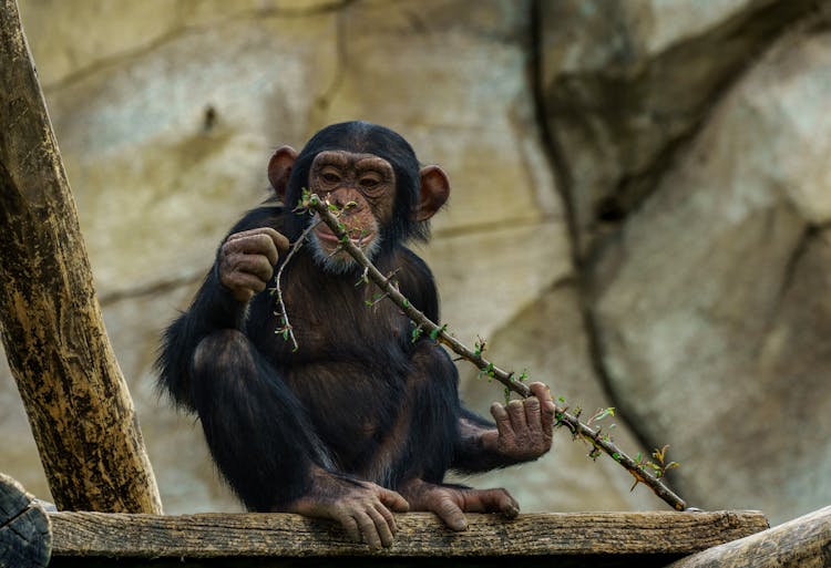 Monkey Holding Branch 