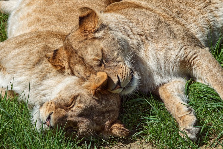 Two Lions Sleeping On Grass