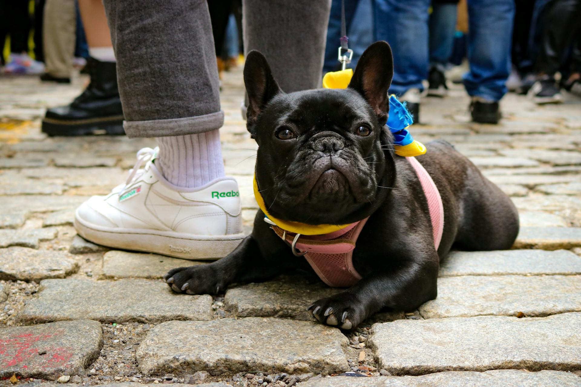 Black French Bulldog Lying Down on Ground