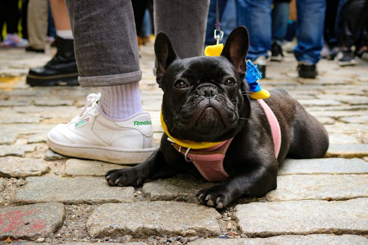 Black French Bulldog Lying Down On Ground