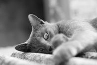 Gato