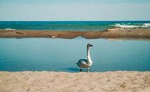 a relaxed swan