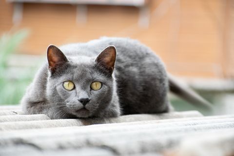 Chartreux Cat Price 2026, Temperament, Allergies & Breed Facts
