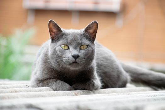 Close-up portrait of a gray cat relaxing outside with a blurred background.