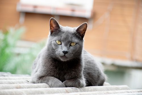 Free A Chartreux cat enjoying a relaxed moment on a rooftop, showcasing its unique gray fur and bright eyes. Stock Photo