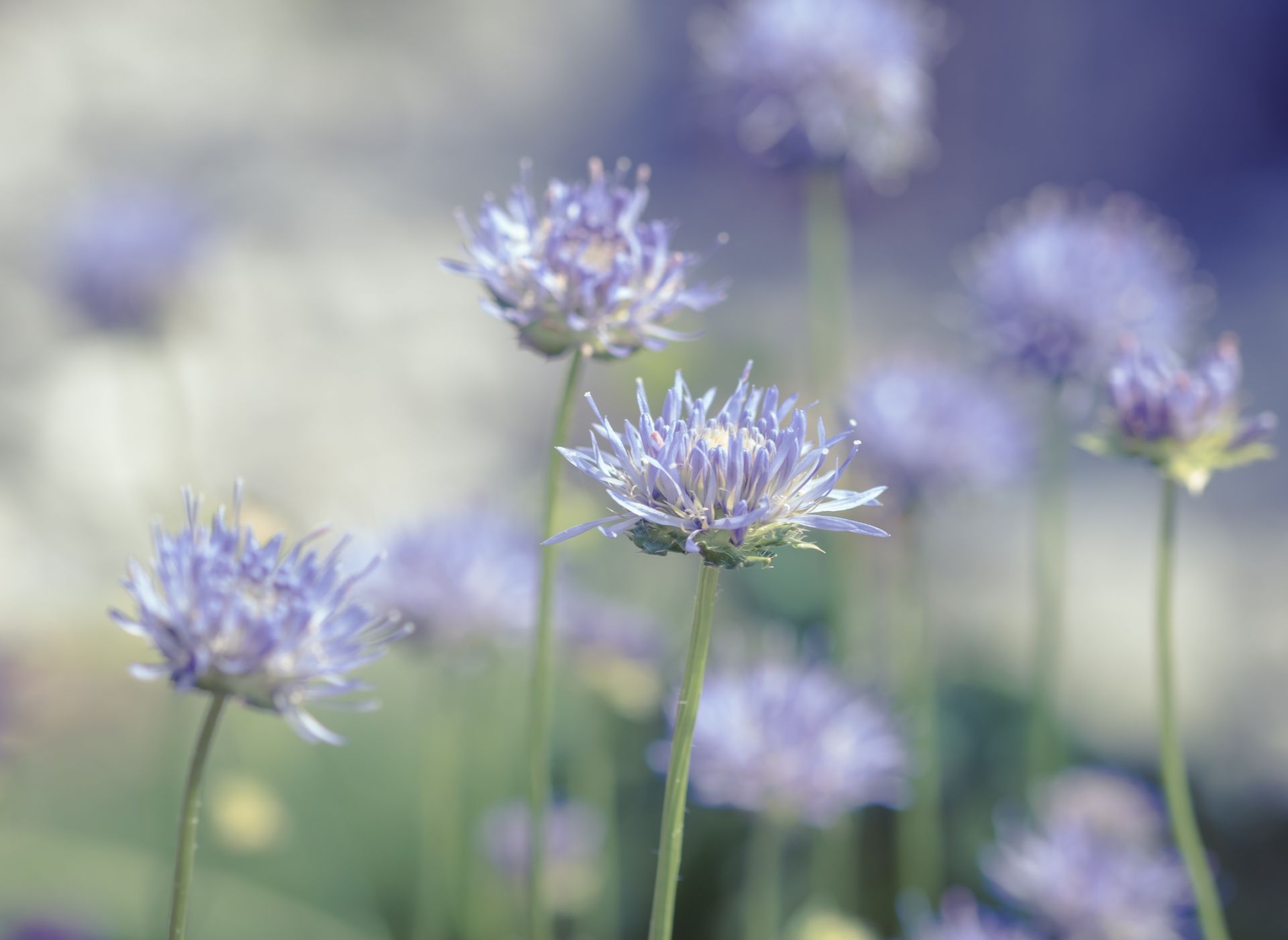 Close-up of vibrant lilac flowers blooming in a spring garden, showcasing nature's beauty.