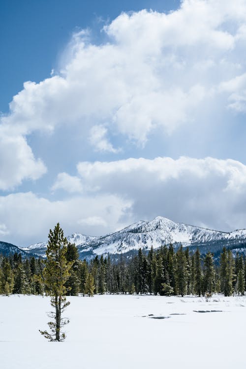 Fotos de stock gratuitas de arboles, cielo nublado, cubierto de nieve