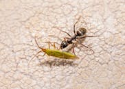 Black Ant on White Textile