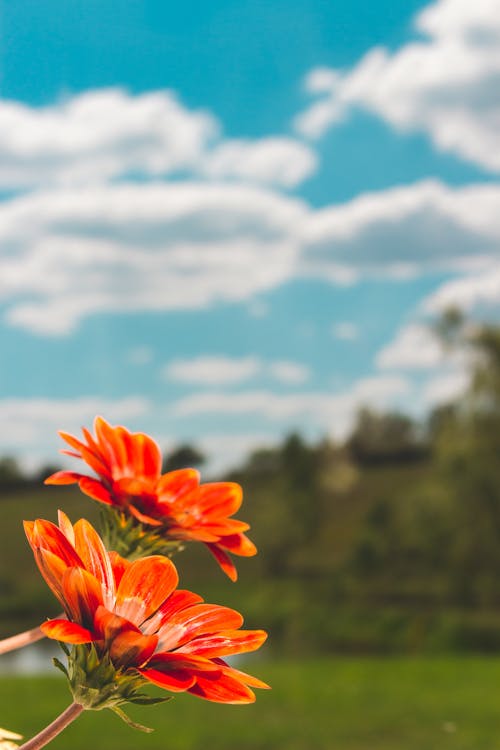 Ondiepe Focus Foto Van Oranje Bloemen