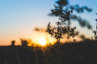 在罗马尼亚布拉特卡，一株植物的美丽轮廓映衬在充满活力的日落中