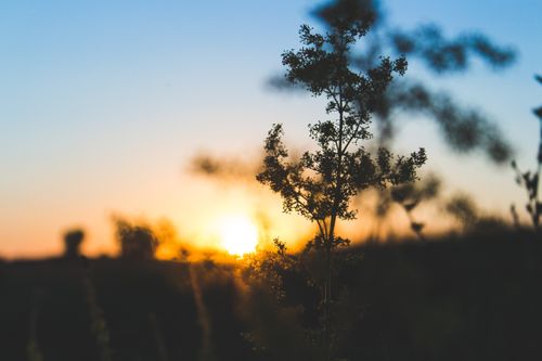 Free Beautiful silhouette of a plant against a vibrant sunset in Bratca, Romania. Stock Photo