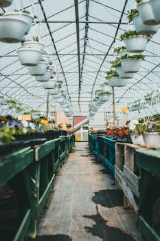 Explore a thriving greenhouse filled with hanging pots and vibrant plants in rows under a glass roof.
