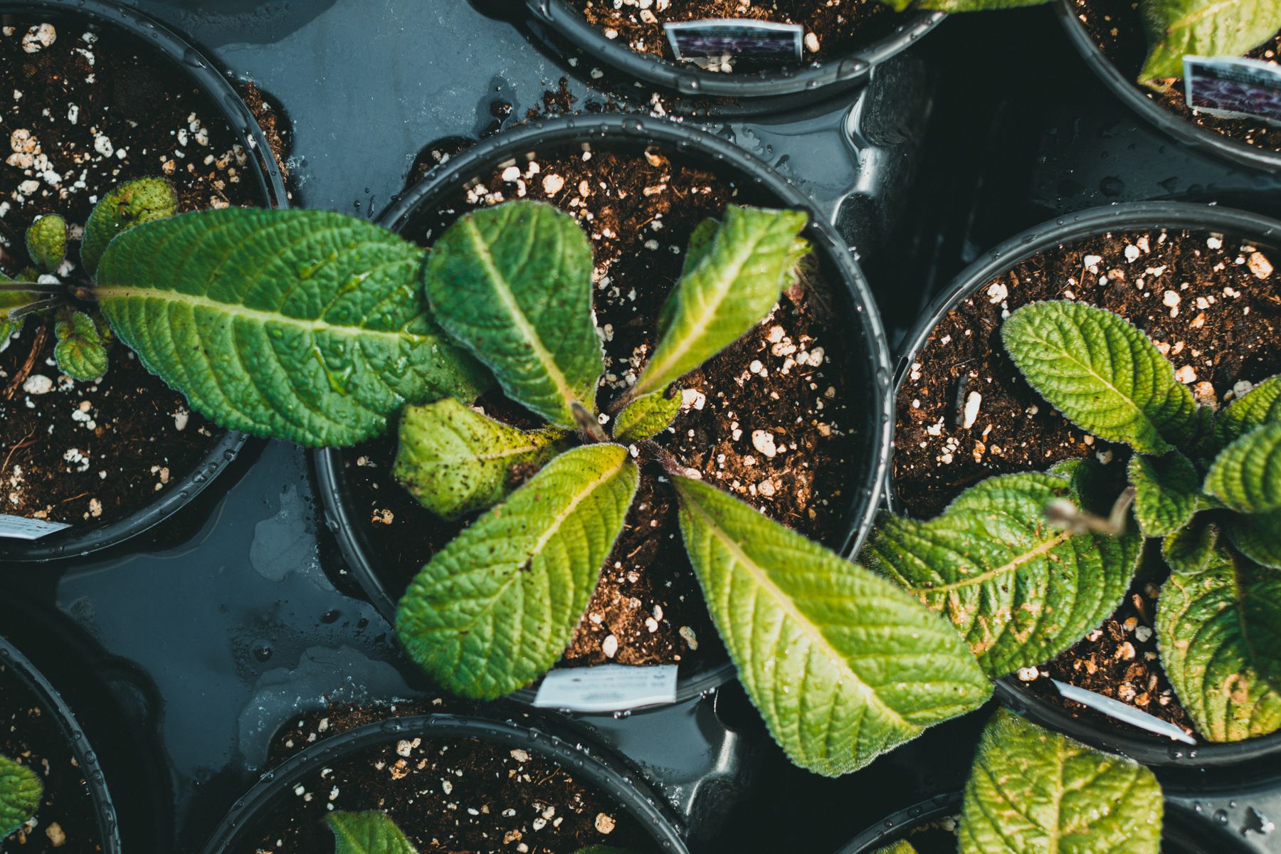 Plant the Treated Cutting Plant the Treated Cutting