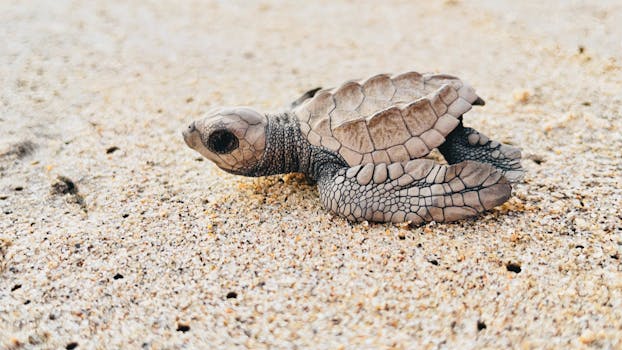 Close-up of a baby turtle on Colonia Juan N. Álvarez's sandy beach, Mexico.