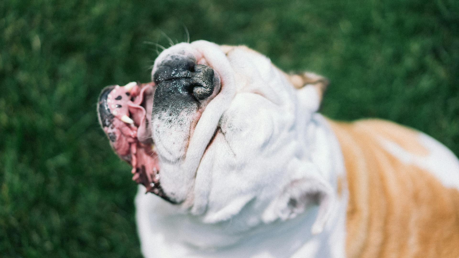 White Bulldog Soaking up the Sun