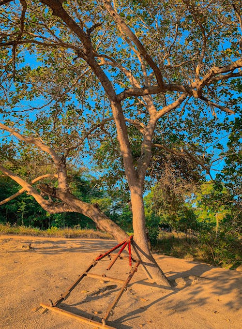 Free stock photo of árvore, brasil, brazil