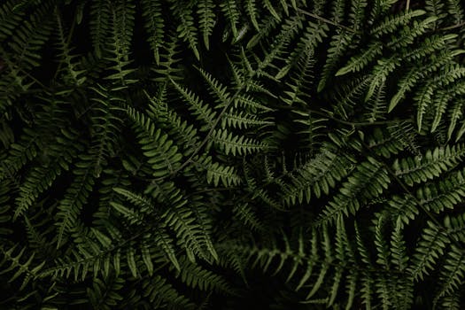 An artistic photograph of vibrant green fern leaves against a dark background, ideal for nature-inspired designs.