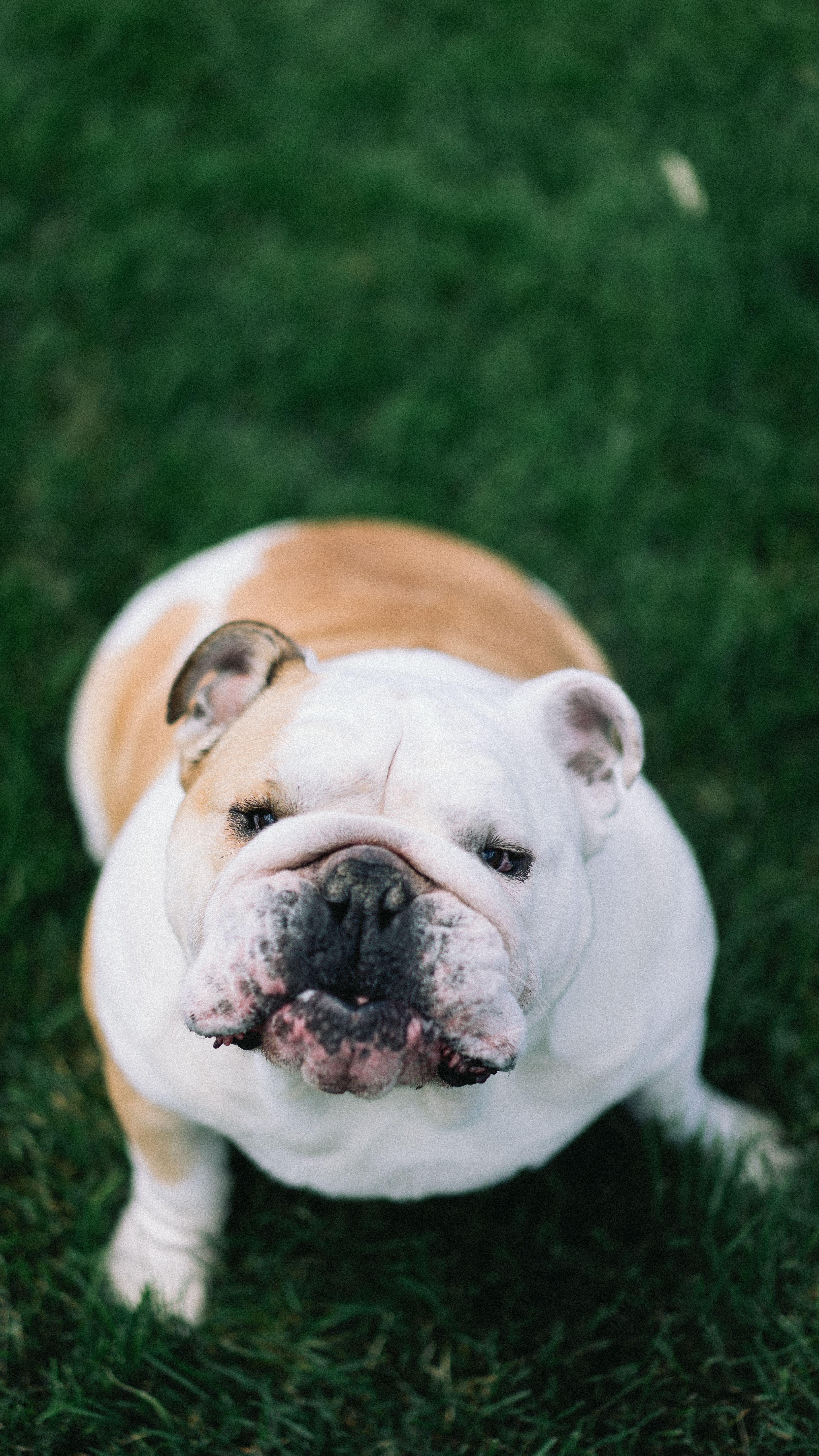 BULLDOG PICTURES TO COLOR