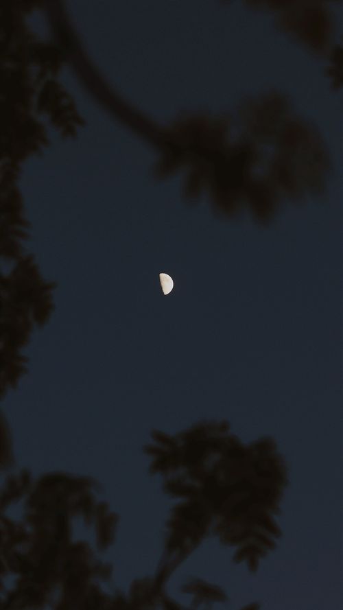 Free Half moon in a dark night sky framed by silhouetted tree branches. Stock Photo