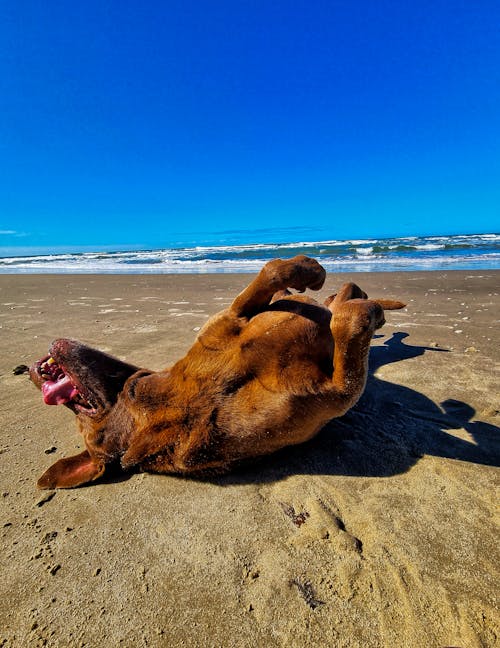 A Brown Dog Playing on the Beach