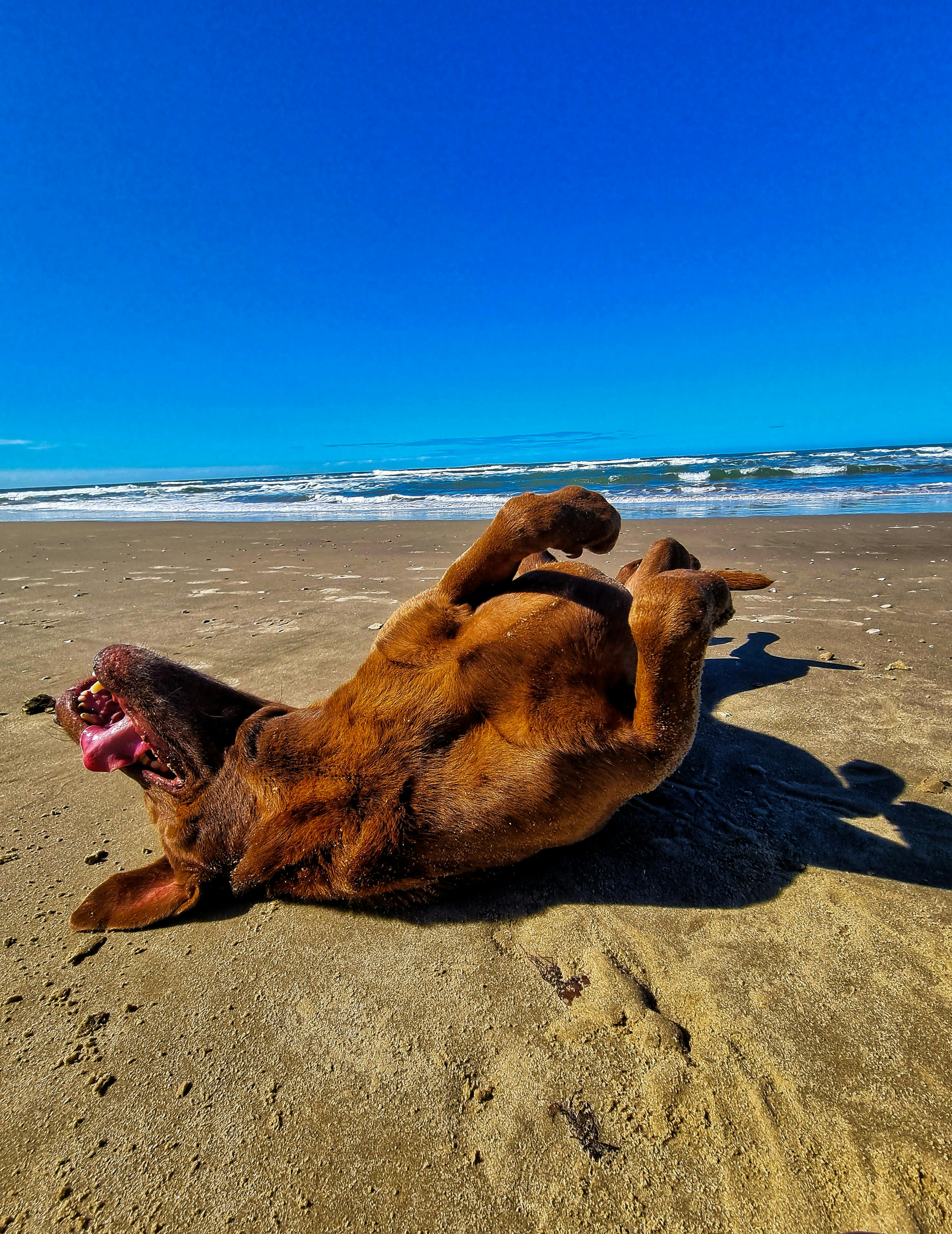 Dog Running At The Beach · Free Stock Photo