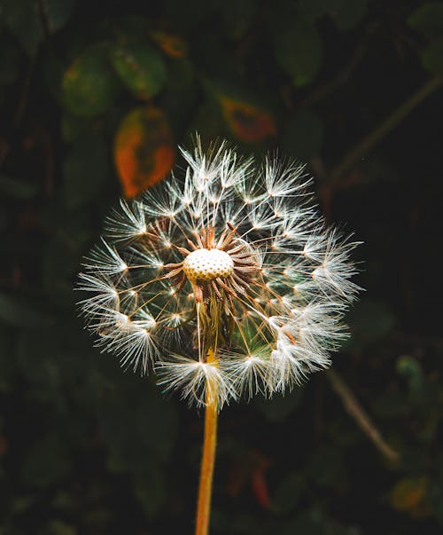 12+ Thousand Common Dandelion Flowers Royalty-Free Images, Stock