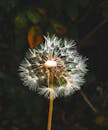 White Dandelion in Close Up Photography