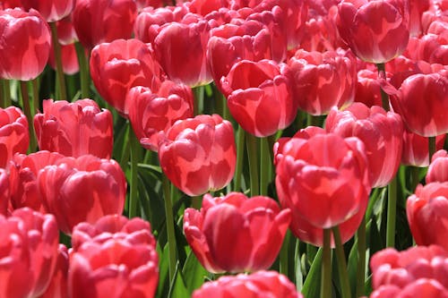 Pink Tulips in Bloom