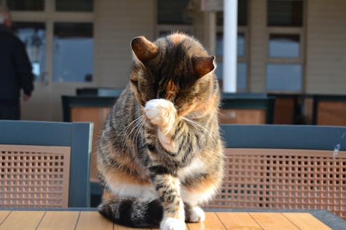 Ilmainen kuvapankkikuva tunnisteilla eläin, Istanbul, kedi