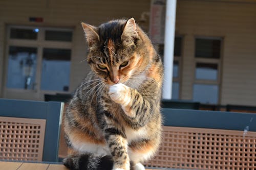 Бесплатное стоковое фото с kedi, индейка, кошка