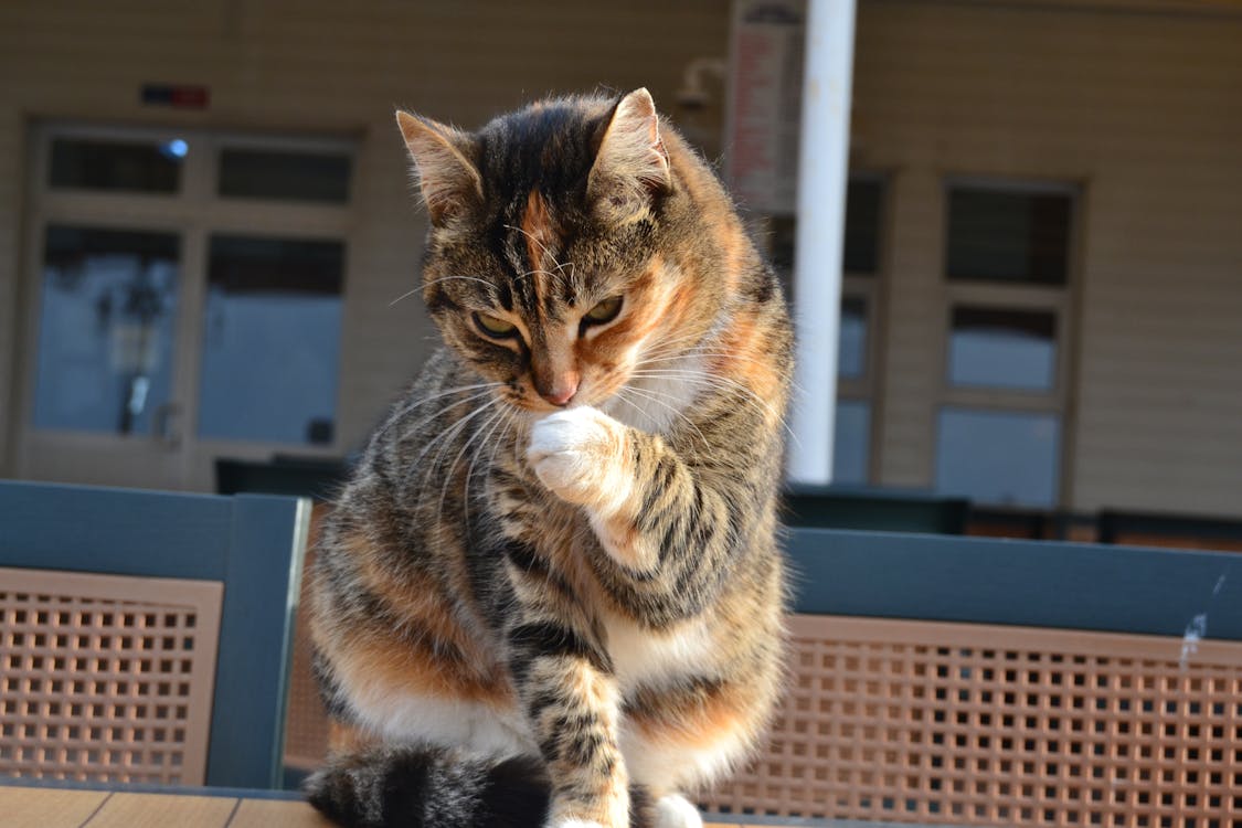 Free stock photo of cat, istanbul, kedi