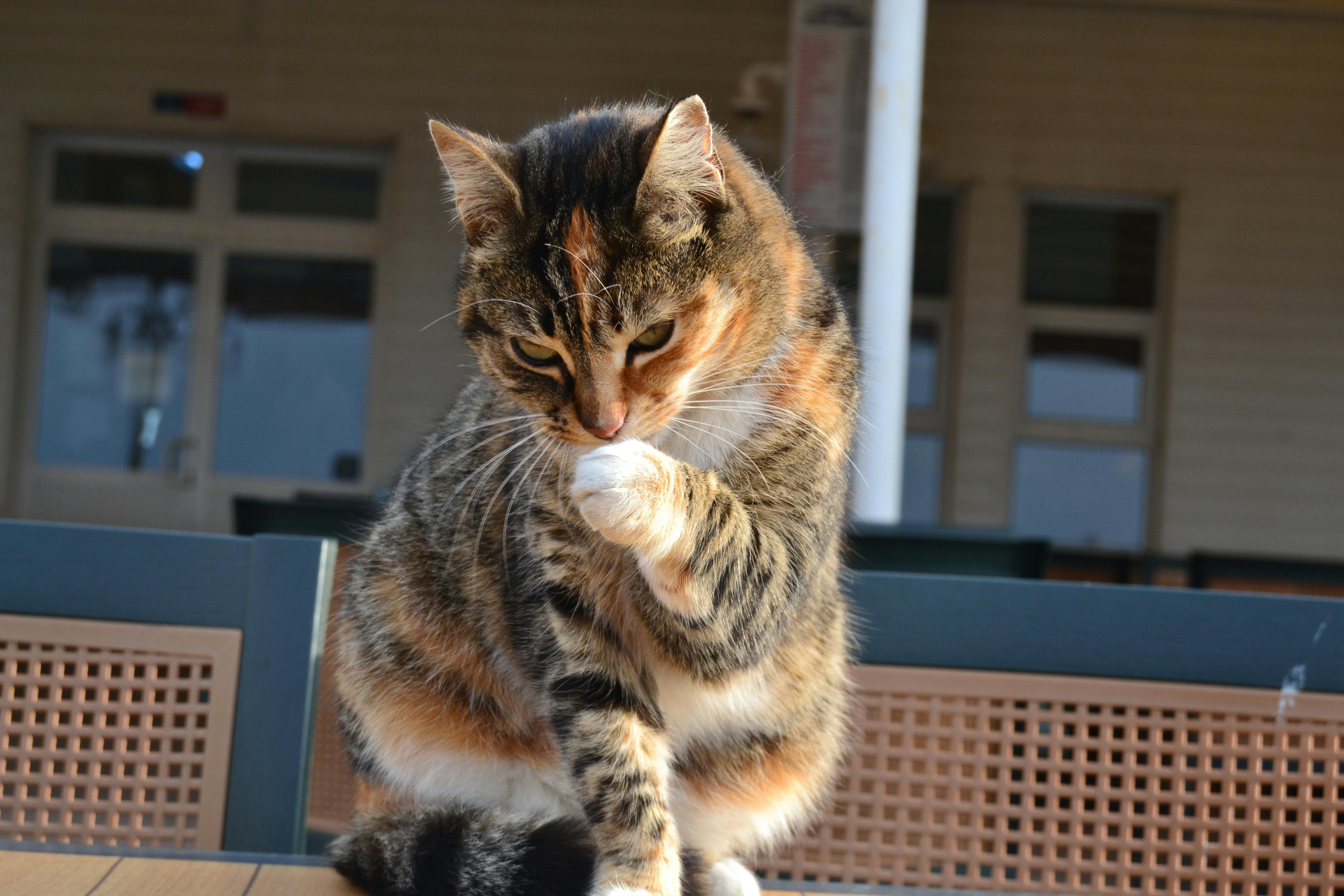 istanbul kedi barınağı