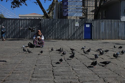 Free stock photo of aksaray, gÃ vercin, pigeon