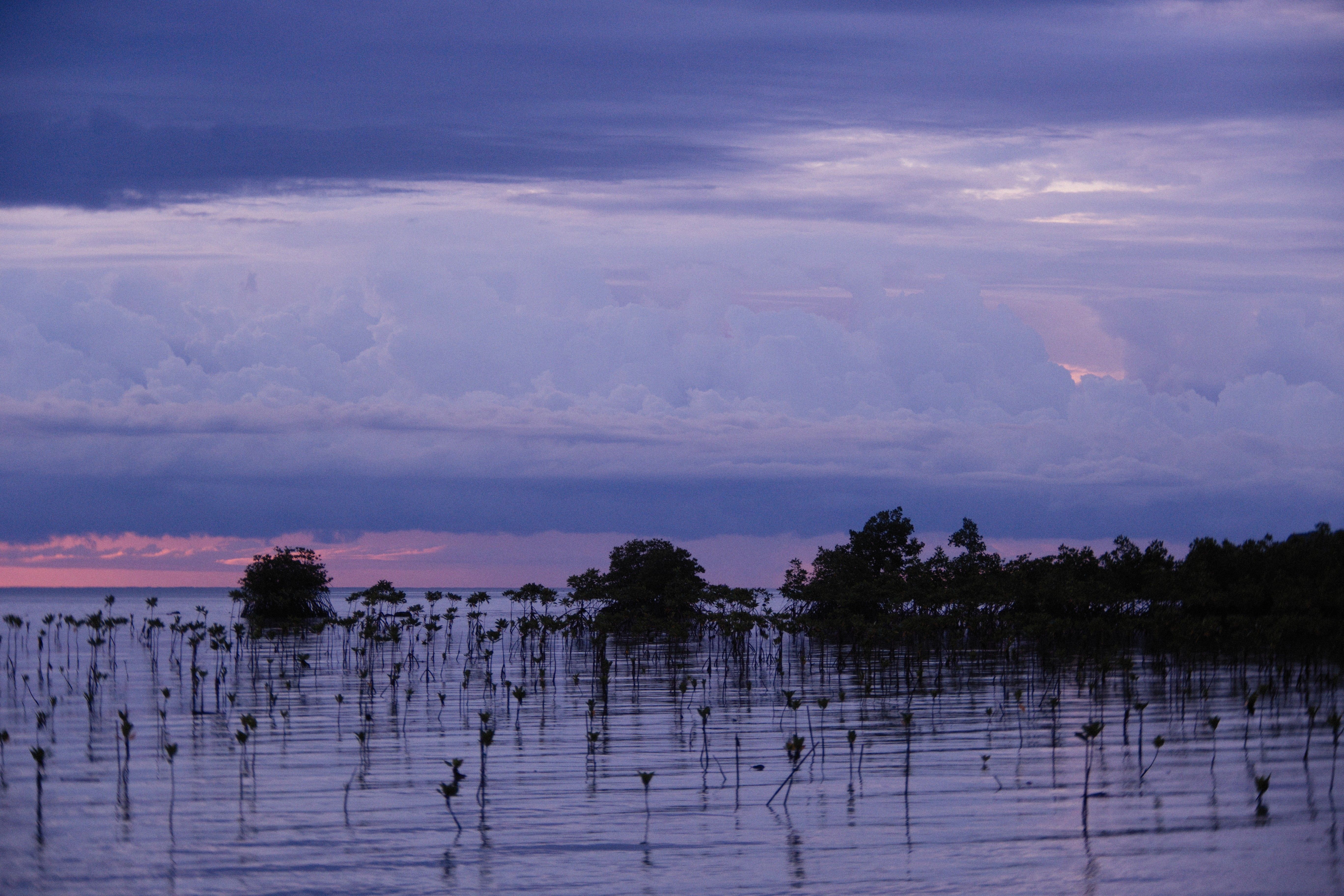 Aquatic Plants on a Body of Water under Cloudy Sky · Free Stock Photo