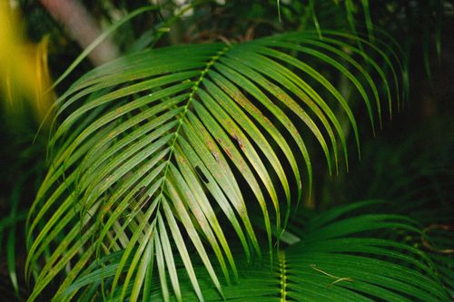 Free Close-up shot of a lush green areca palm leaf with soft lighting, perfect for nature-themed projects. Stock Photo