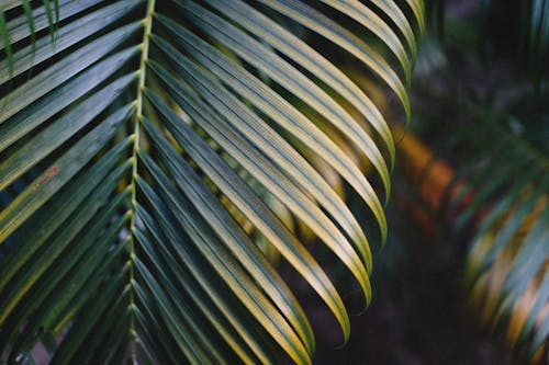 Gratuit Photos gratuites de fermer, feuilles de palmier, mise au point sélective Photos