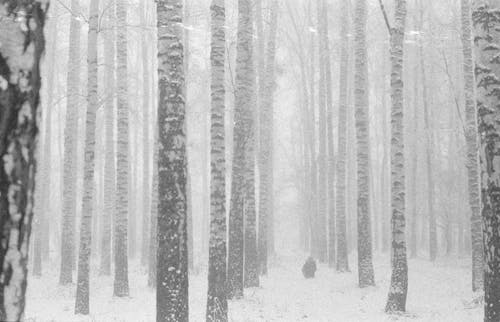 бесплатная Бесплатное стоковое фото с живописный, зима, лес Стоковое фото